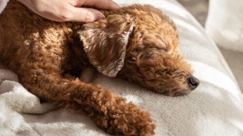 寝ているシニア犬