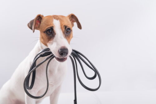 リードを咥えている犬