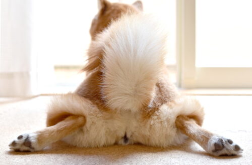 おしりを向ける犬