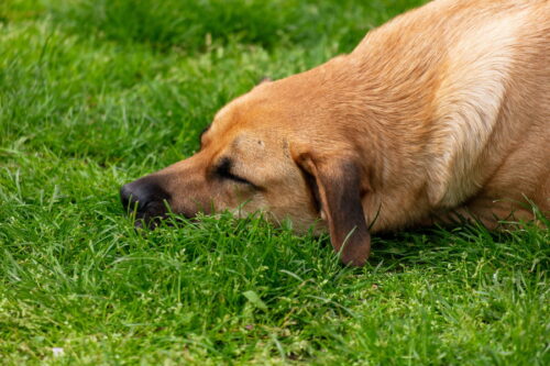 芝の上で寝ている犬