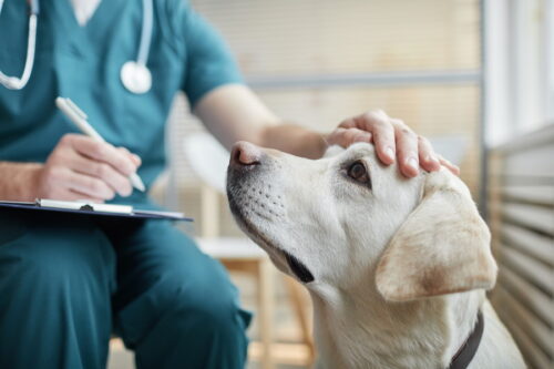 病院で診察を受ける犬