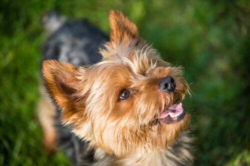 笑顔で飼い主を見つめる犬