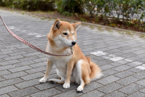散歩中におしり歩きをする犬