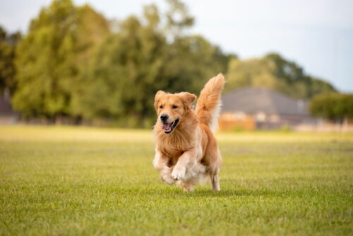公園を走る犬
