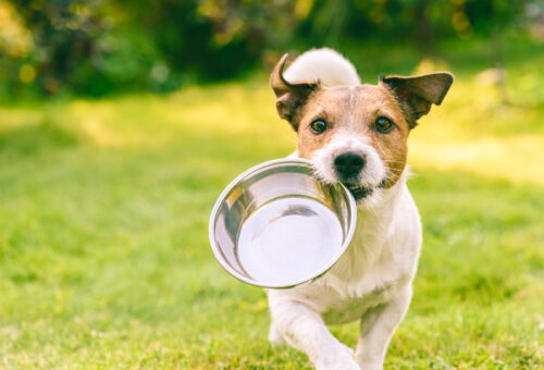 器を咥えて走る犬