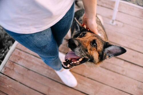笑顔で飼い主を見上げるシニア犬