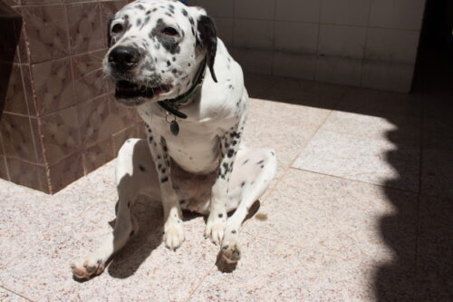おしり歩きする犬