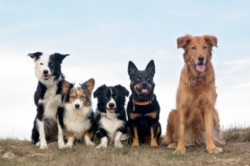 たくさんのかっこいい犬達