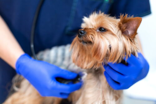 診察を受ける犬