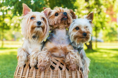 カゴに入った3匹の犬