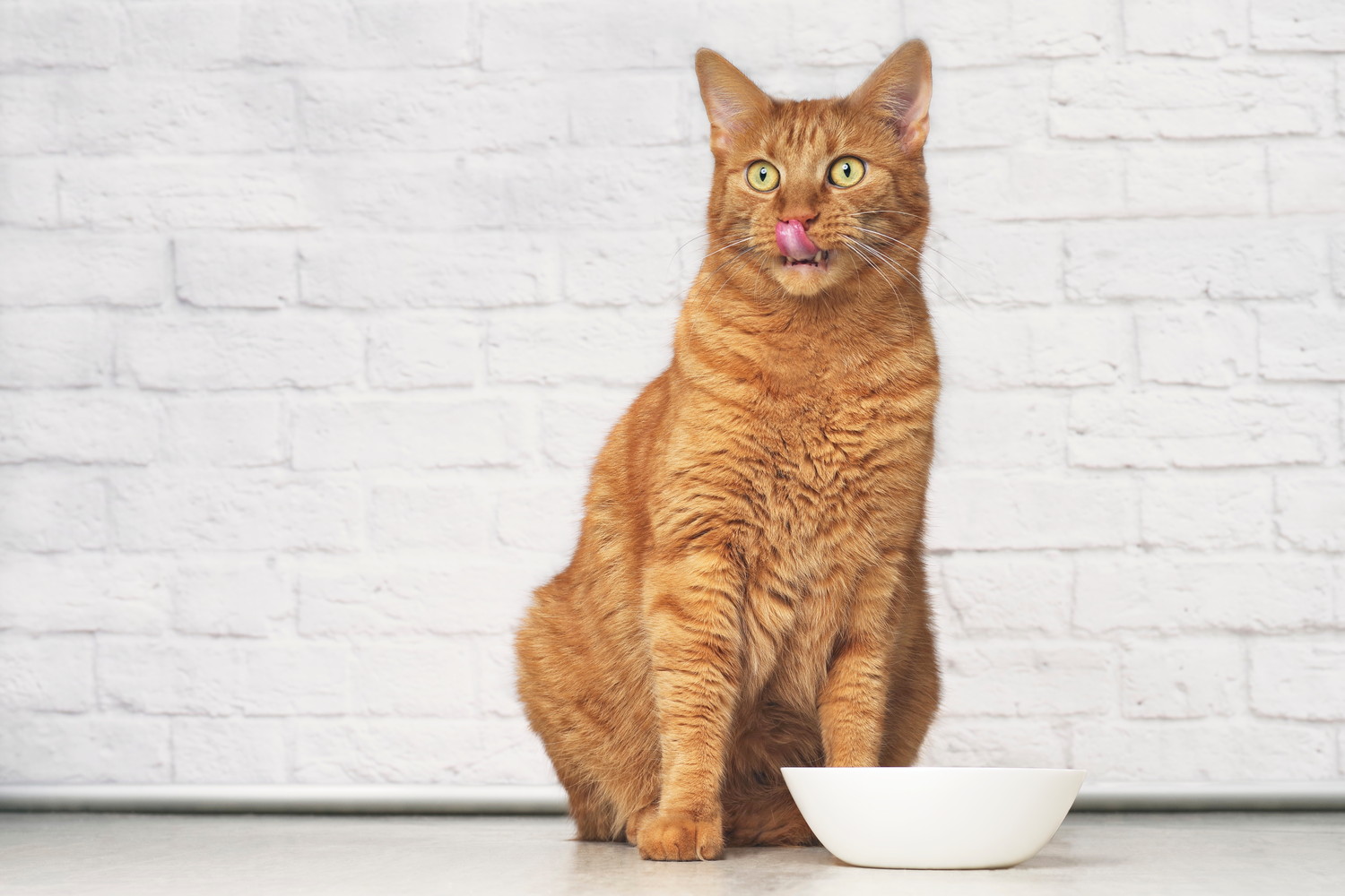食器の前に座って舌で口元を舐める猫
