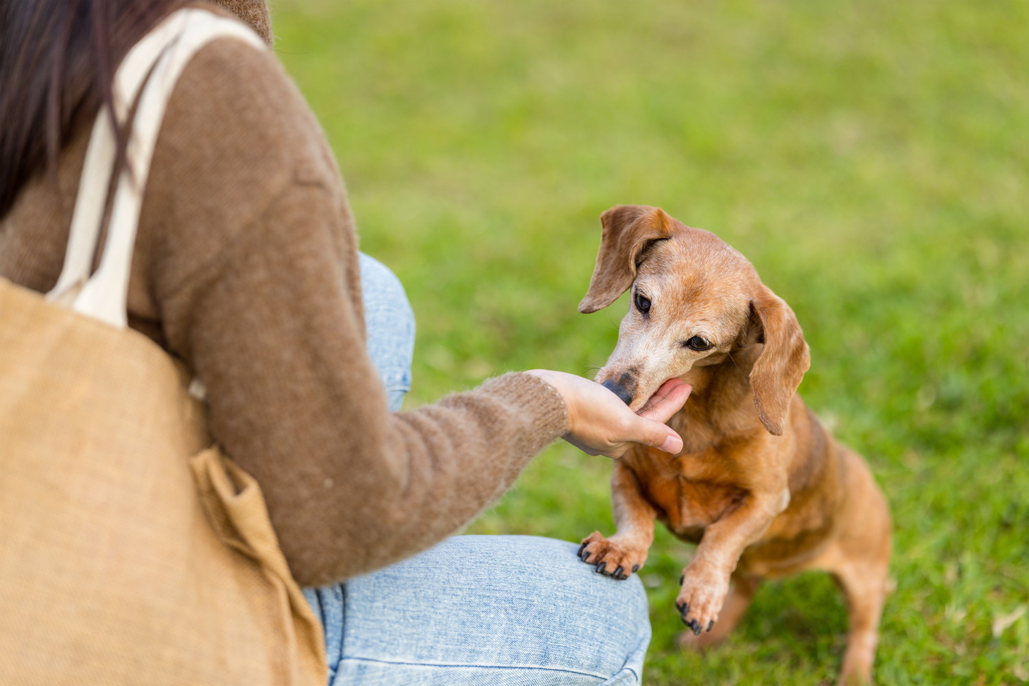 屋外で飼い主の手からおやつをもらっている犬