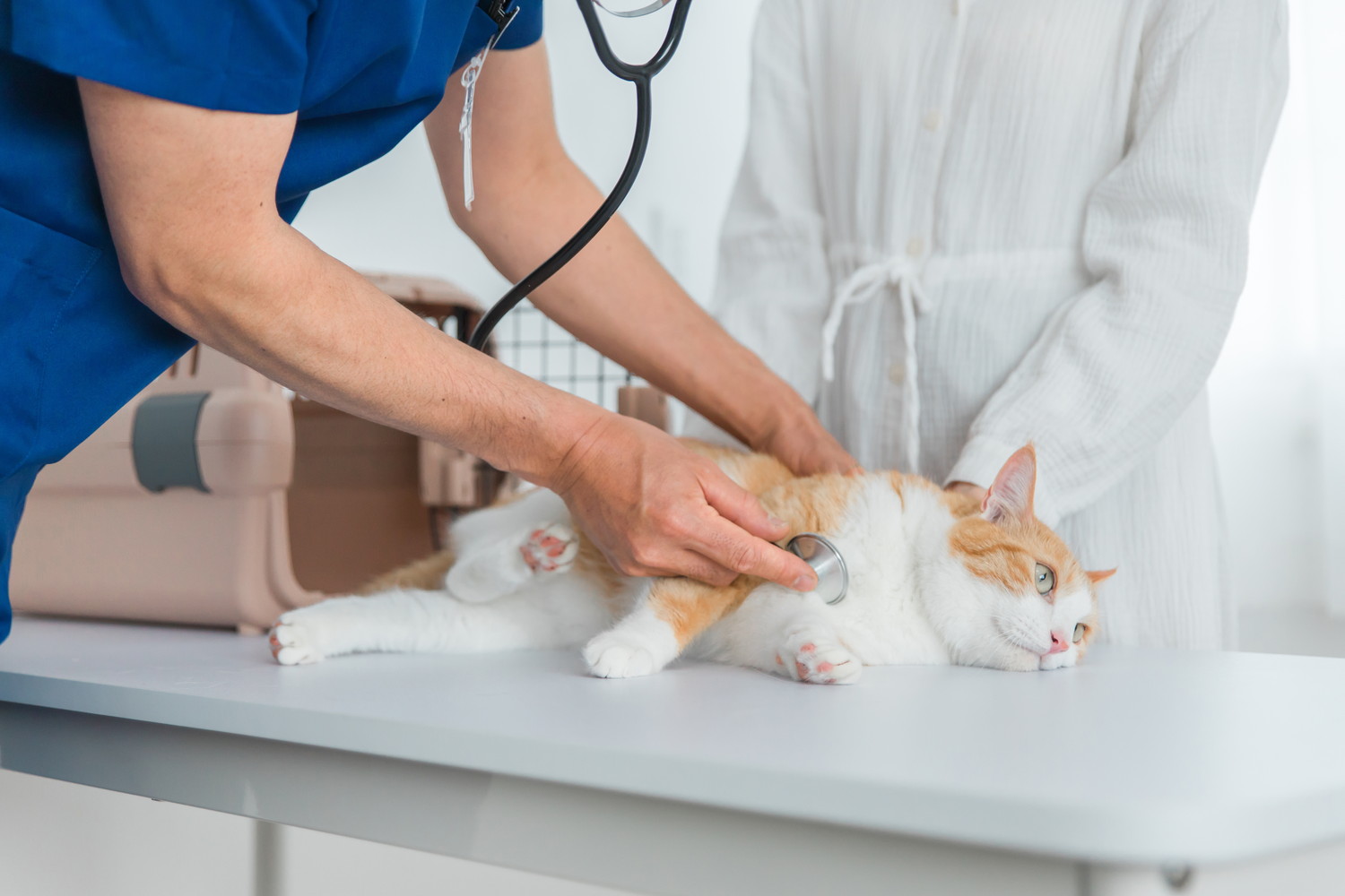飼い主に付き添われながら獣医師の診察を受ける猫