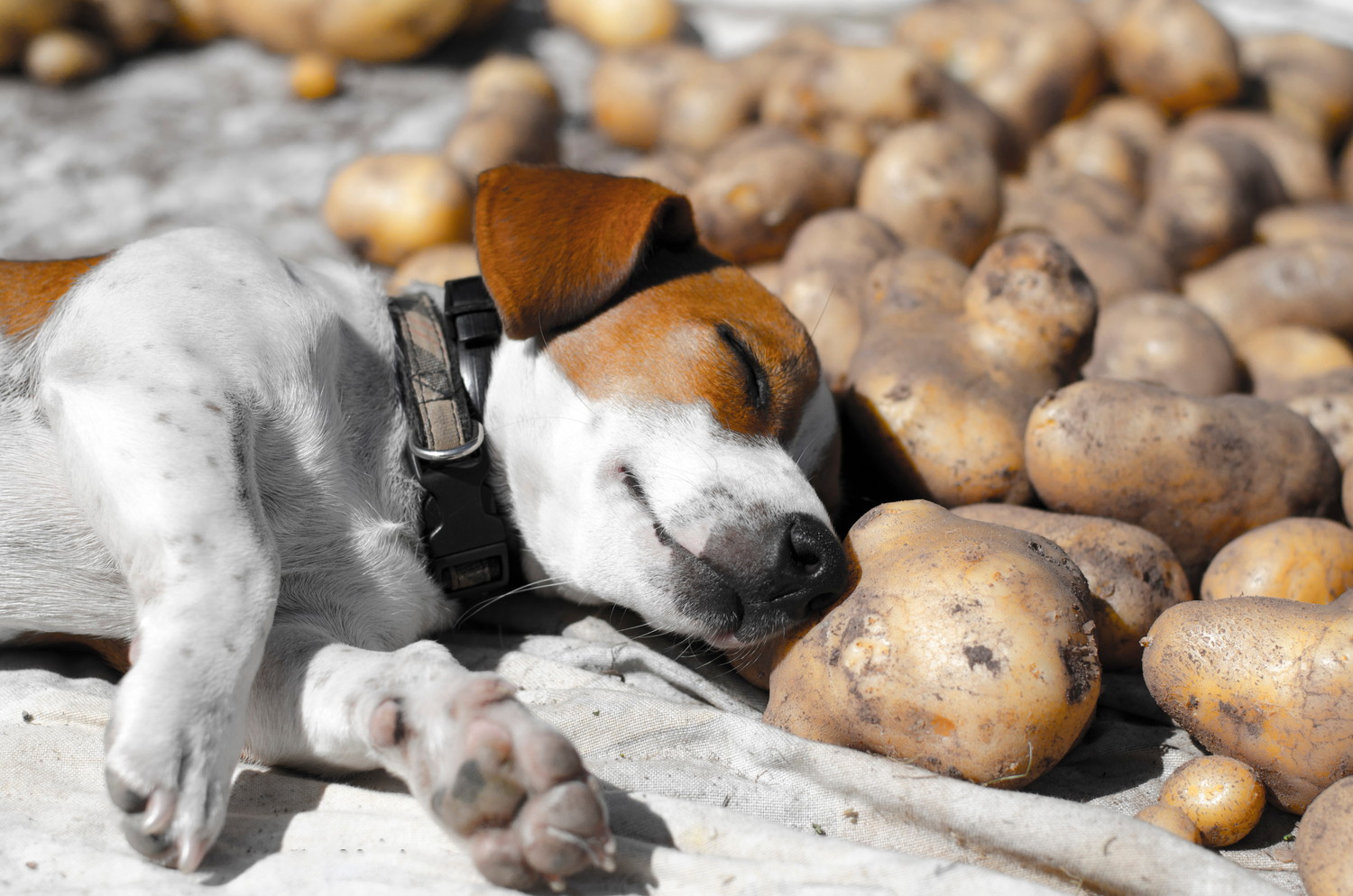 たくさんのじゃがいものそばで眠っている犬