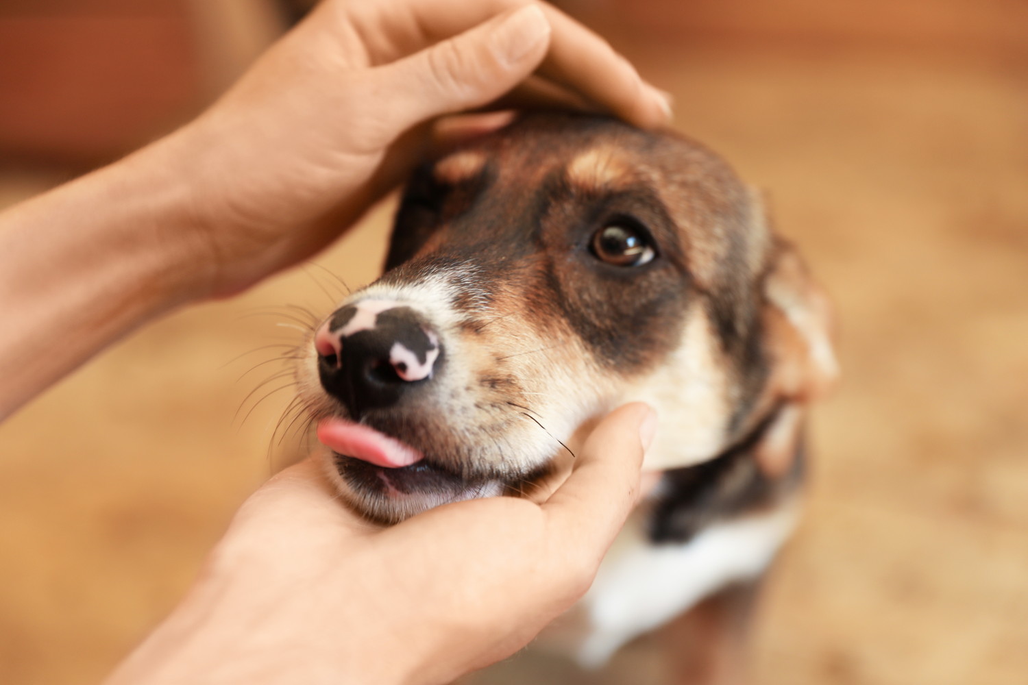 少し不安そうな顔で人になでられている犬
