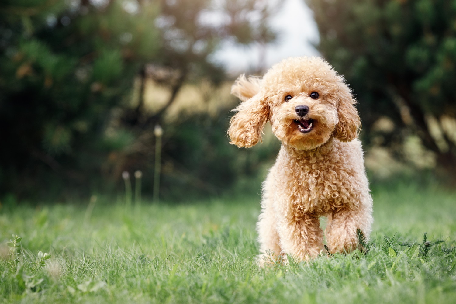 原っぱを楽しそうな表情で歩く犬