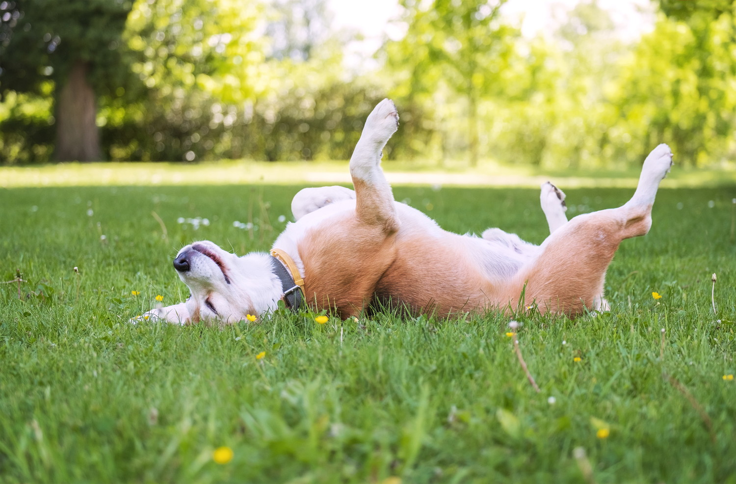 芝生の上で仰向けに寝転んでくつろぐ犬