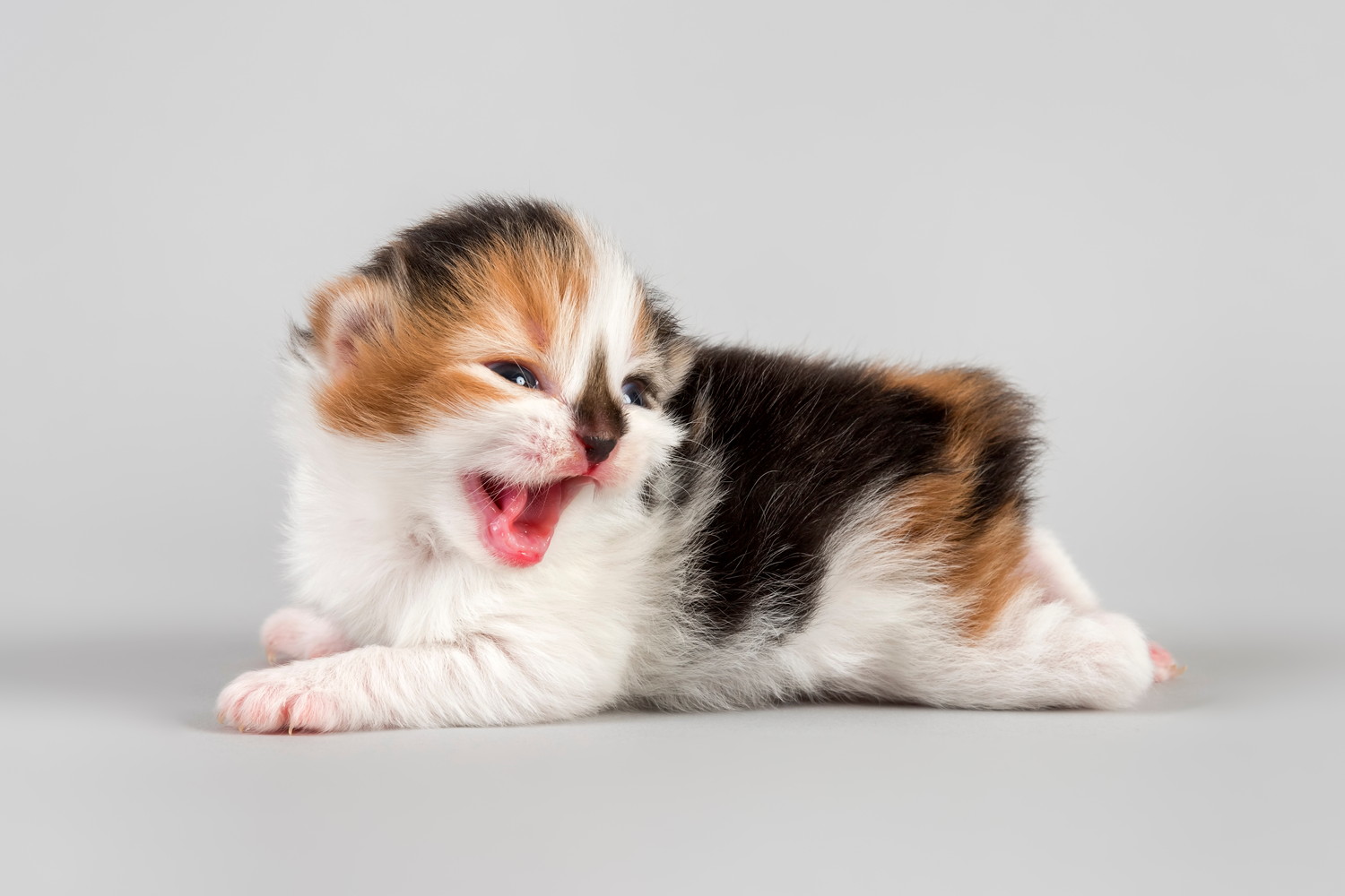 生まれたばかりのキムリックの子猫
