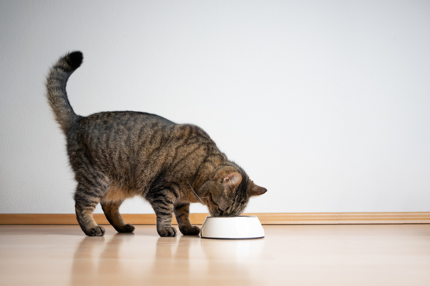 食器からごはんを食べている猫