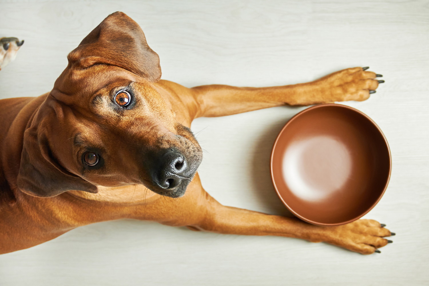 空の食器の前で伏せて上を見上げている犬