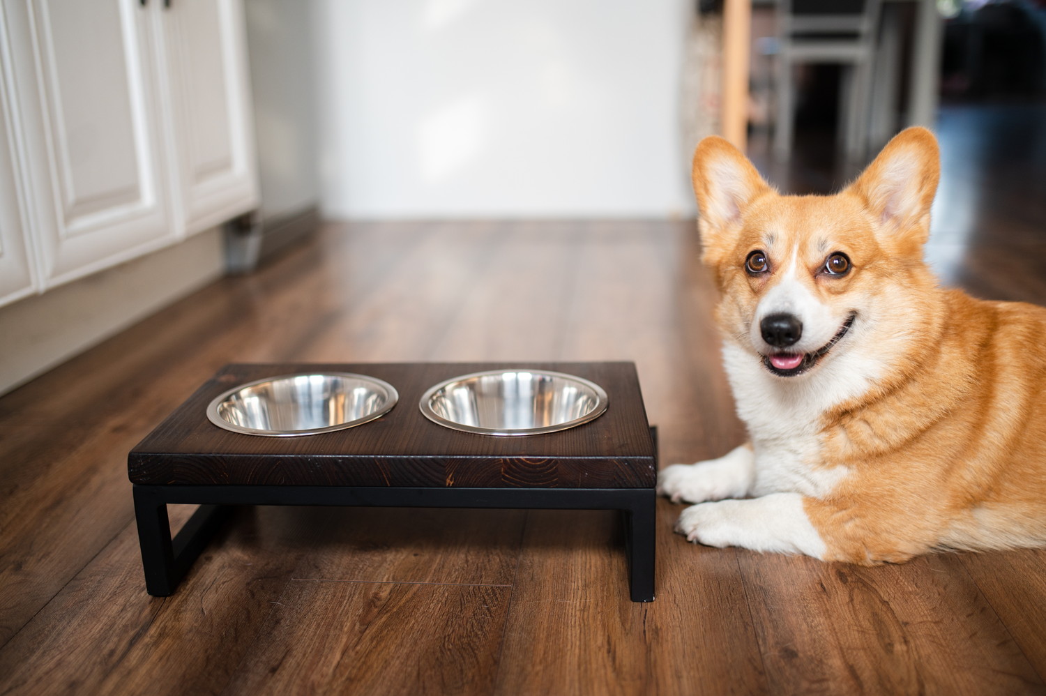 食器の前で伏せてフードを待っている犬