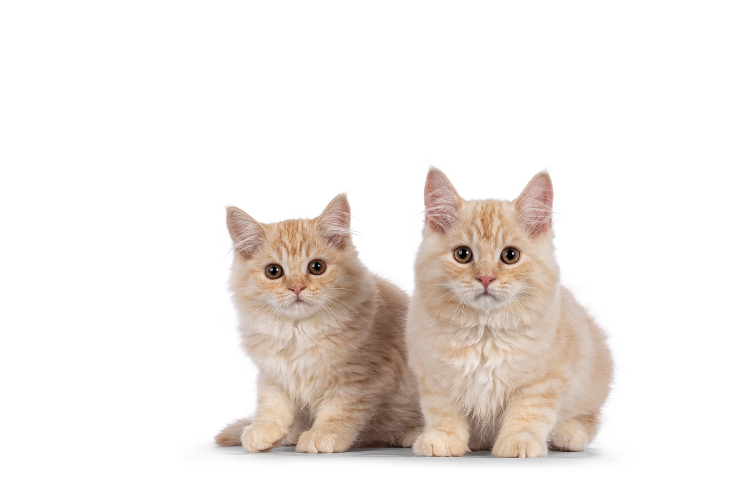 2頭並んで座るキムリックの子猫たち