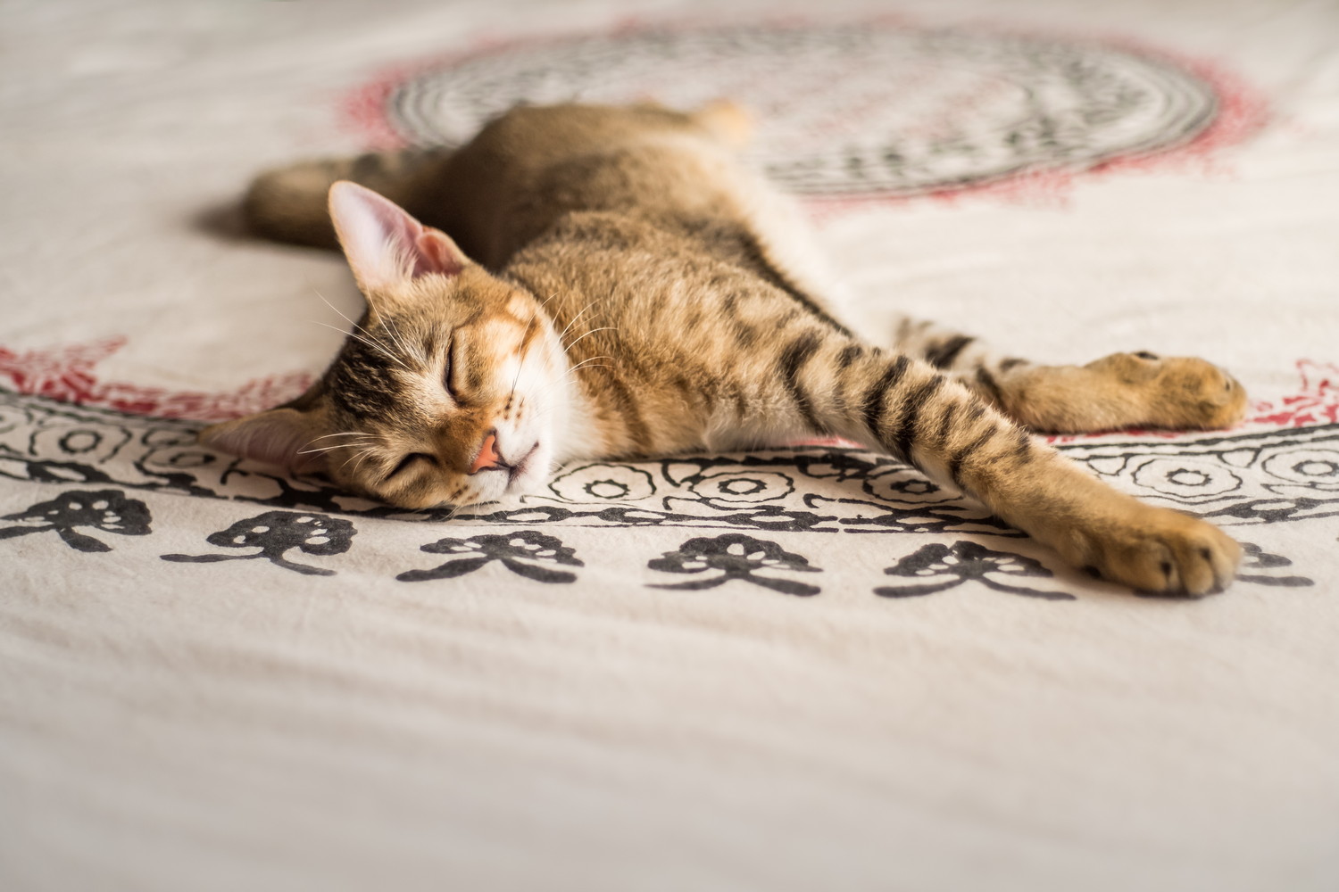 カーペットの上でくつろぐチャウシーの子猫