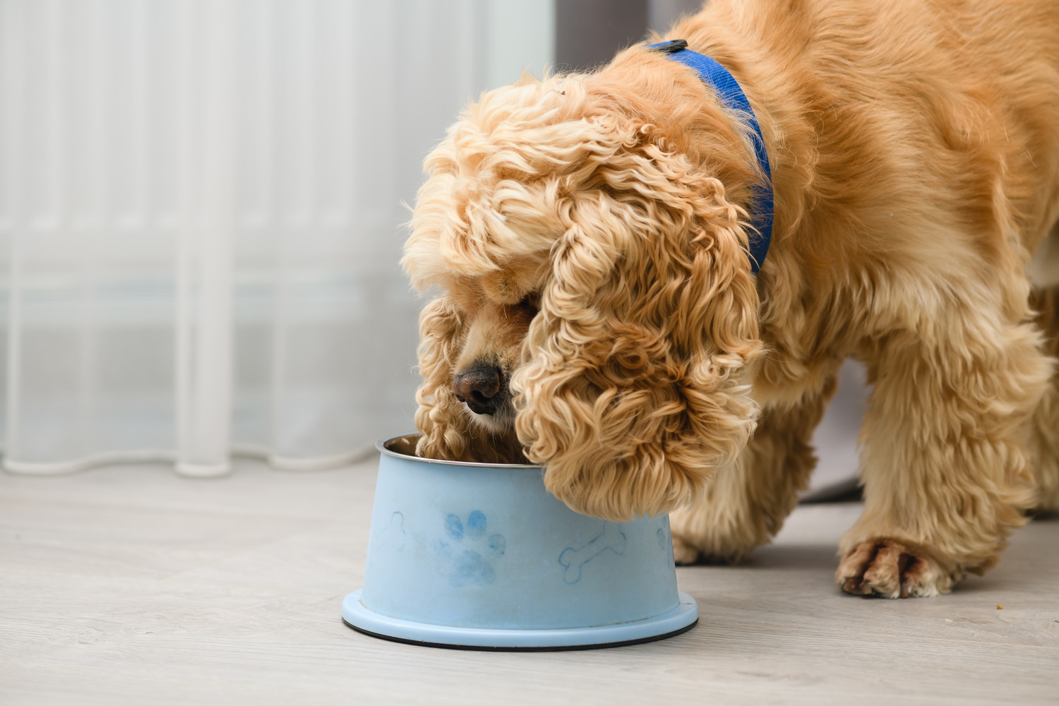食器からフードを食べようとしている犬