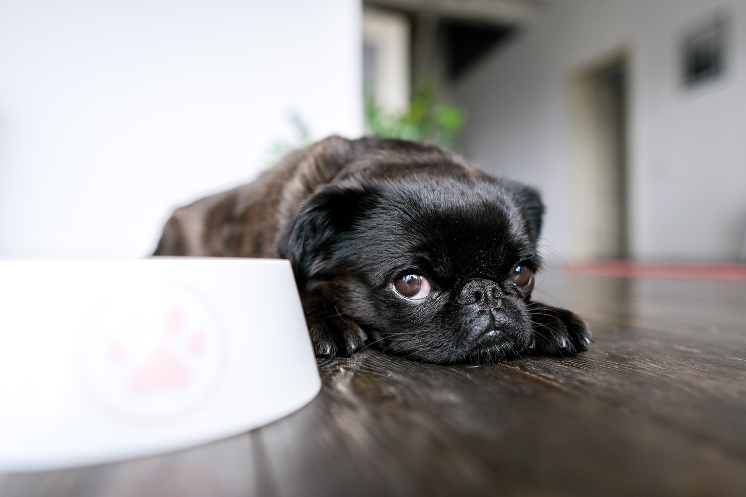 悲しげな表情で食器のそばに伏せている犬