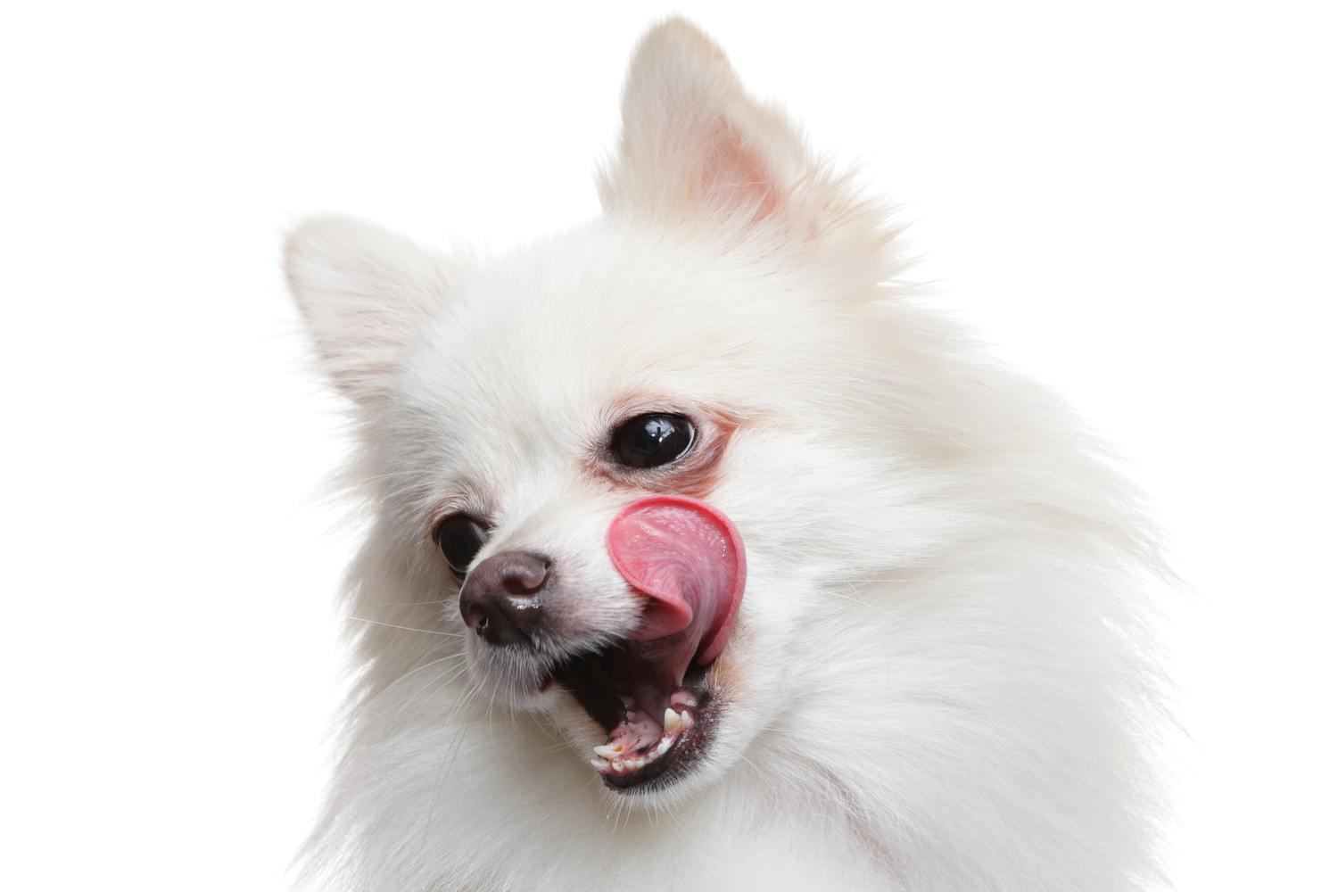 口元を舐めている犬の顔のアップ