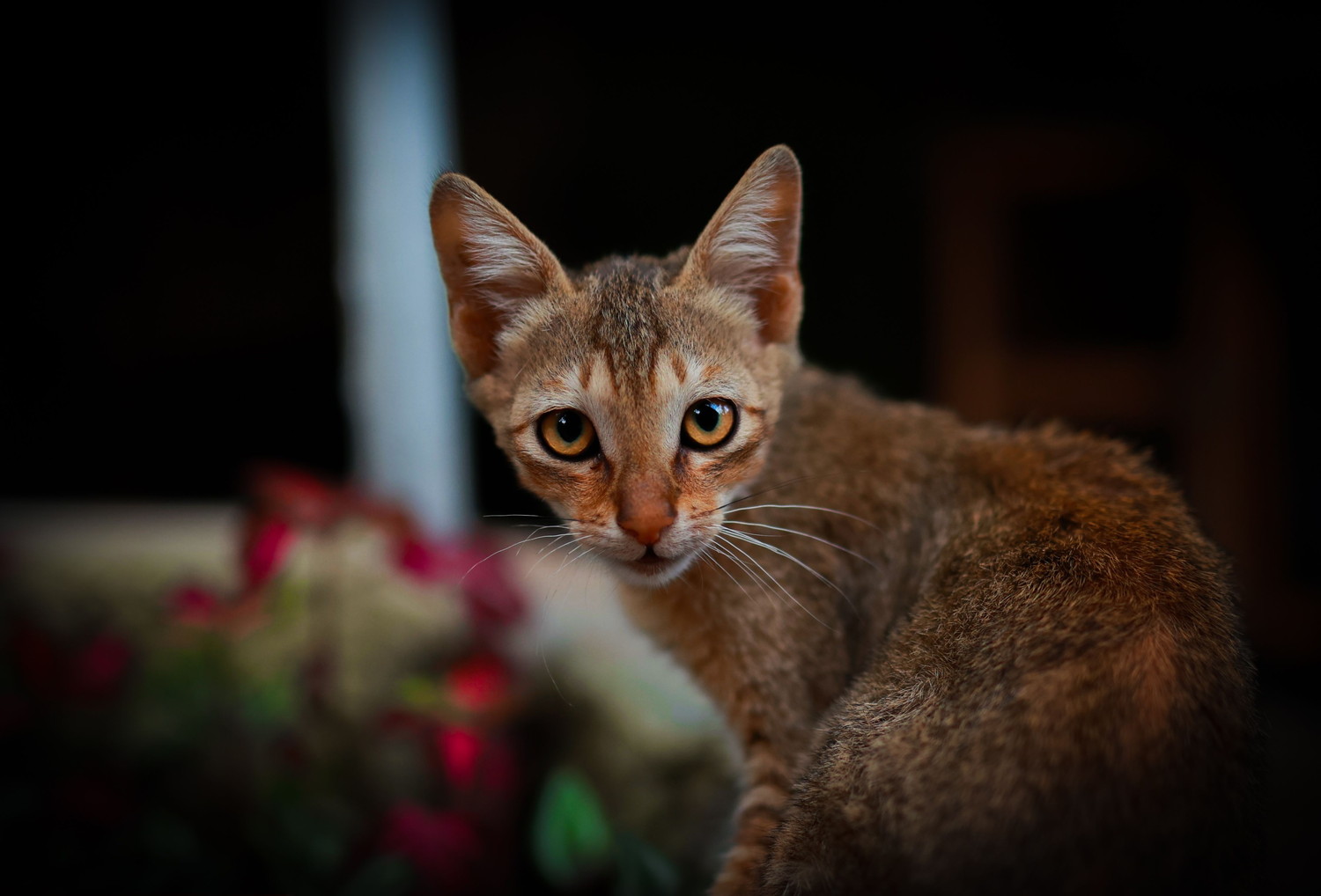 振り向きながら前を見つめるチャウシーの子猫