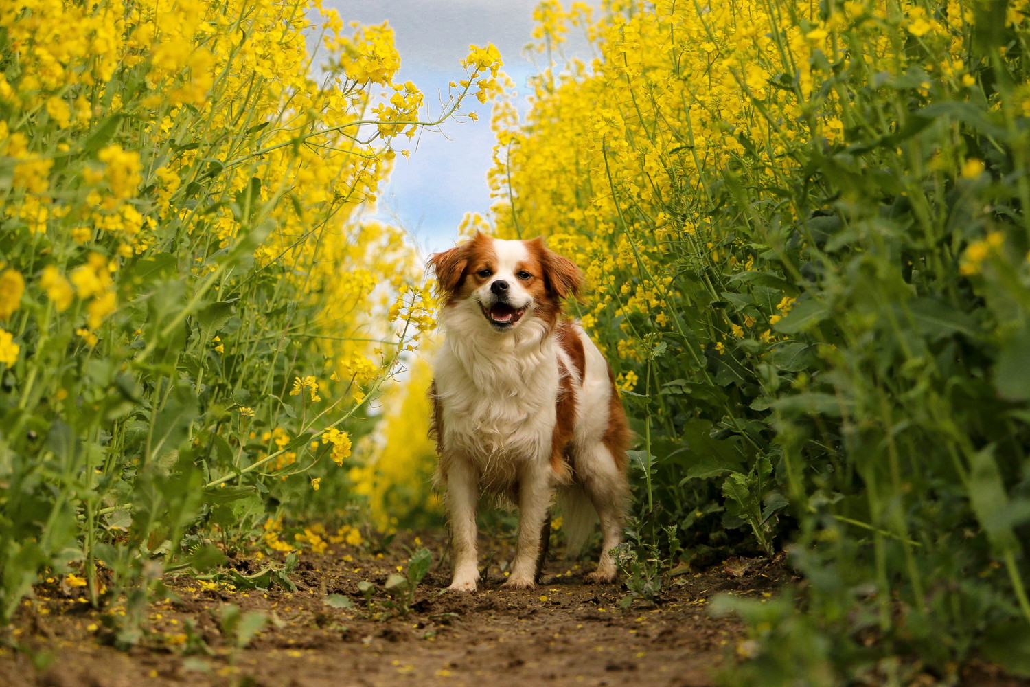 菜の花畑の中に立っている犬