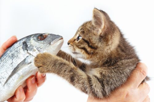 鯛を触る子猫