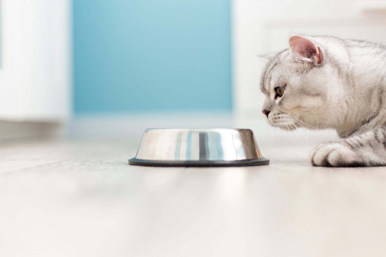 食器の中を覗き込もうとしている猫