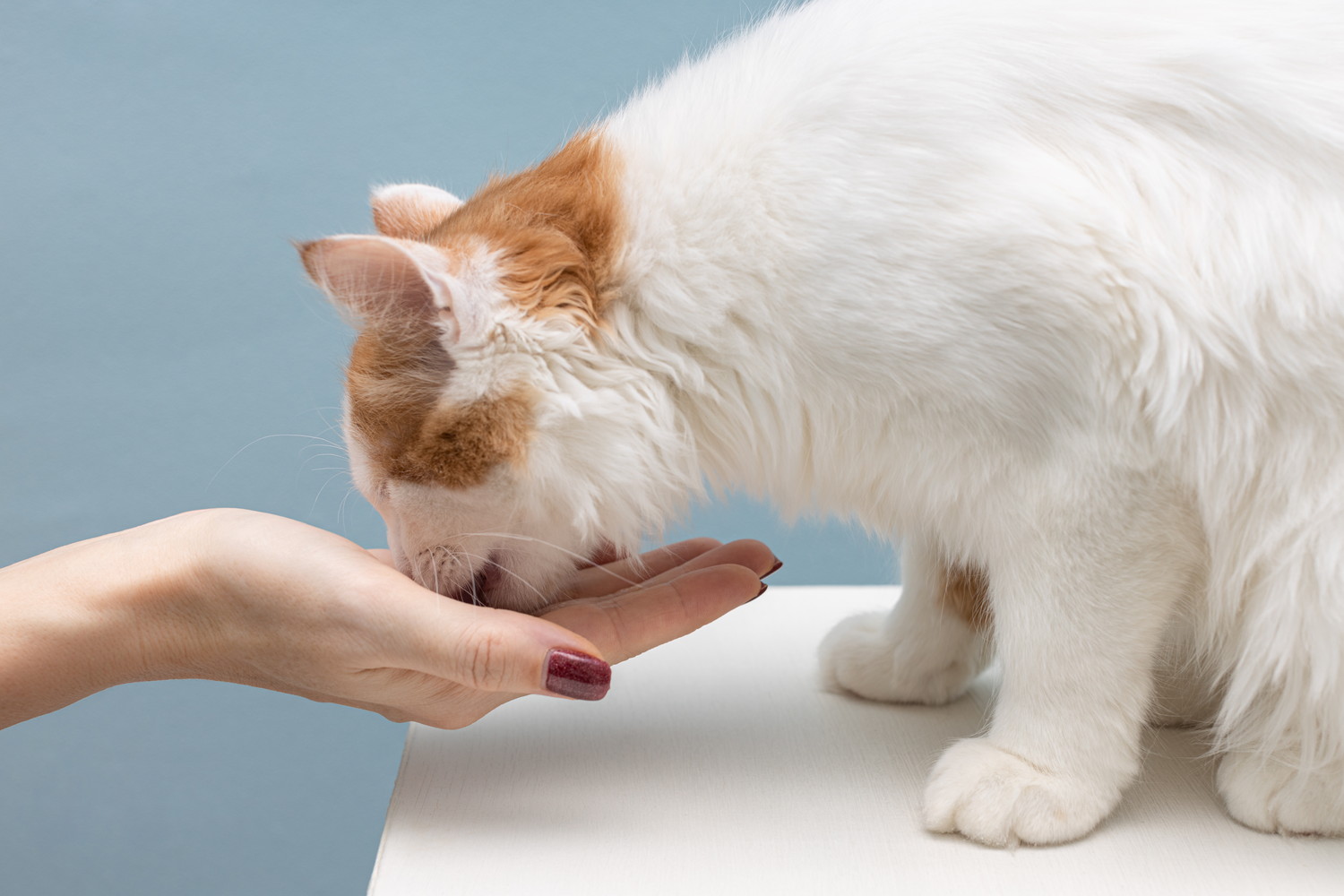 飼い主の手から食べ物をもらっている猫