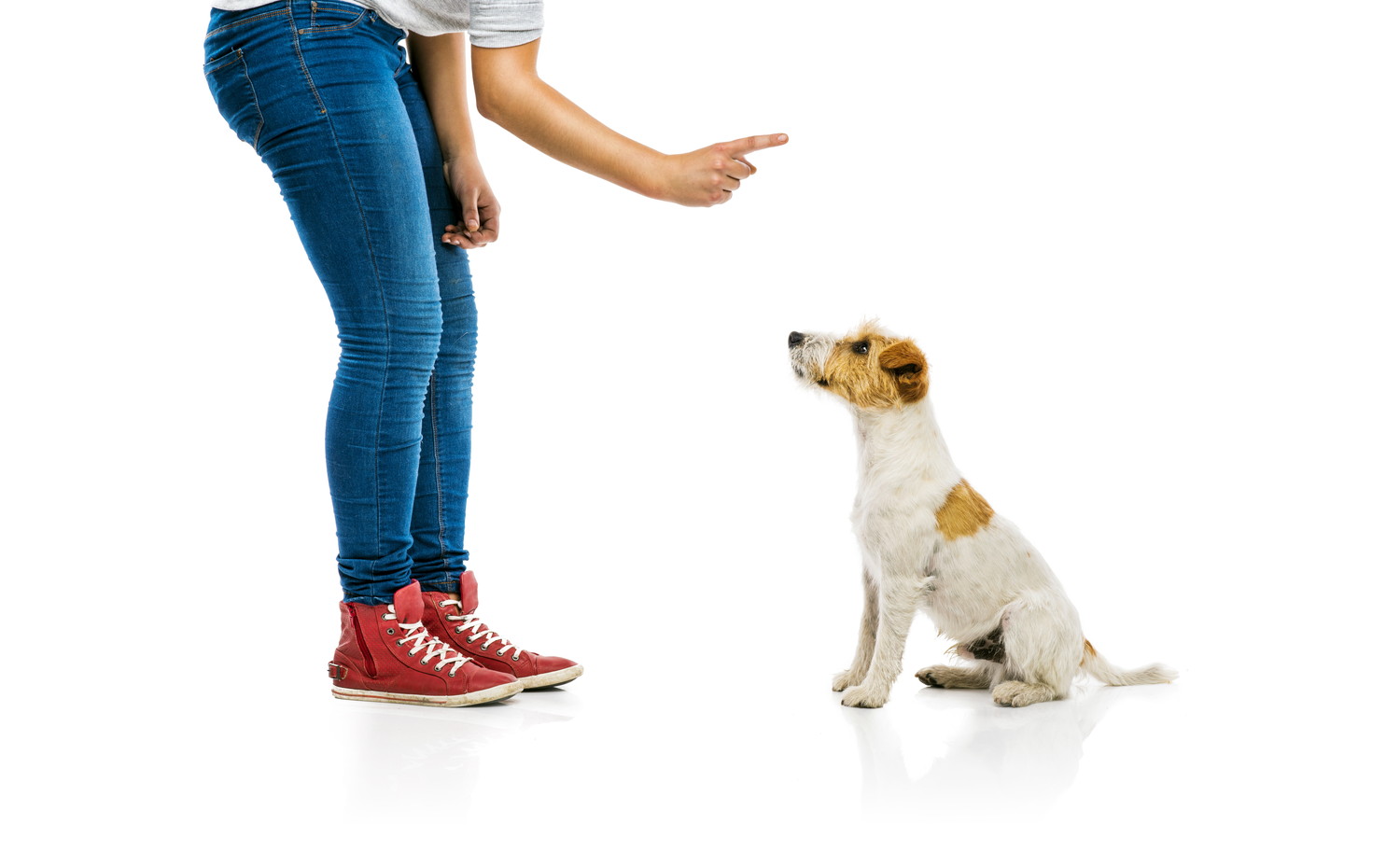 飼い主にハンドシグナルで制止されている犬