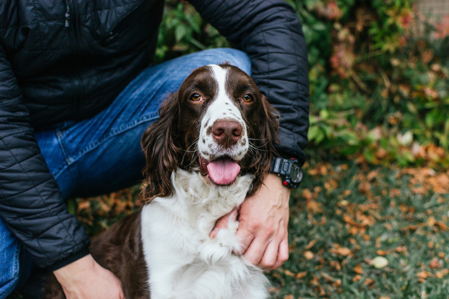飼い主に寄り添って座るイングリッシュ・スプリンガー・スパニエル