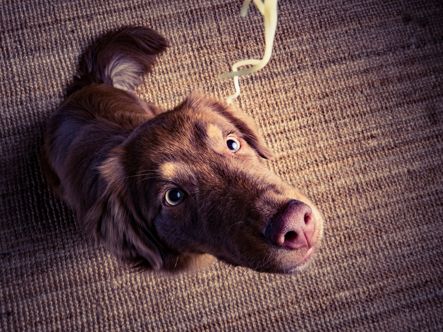 ラーメンの麺を見上げている犬