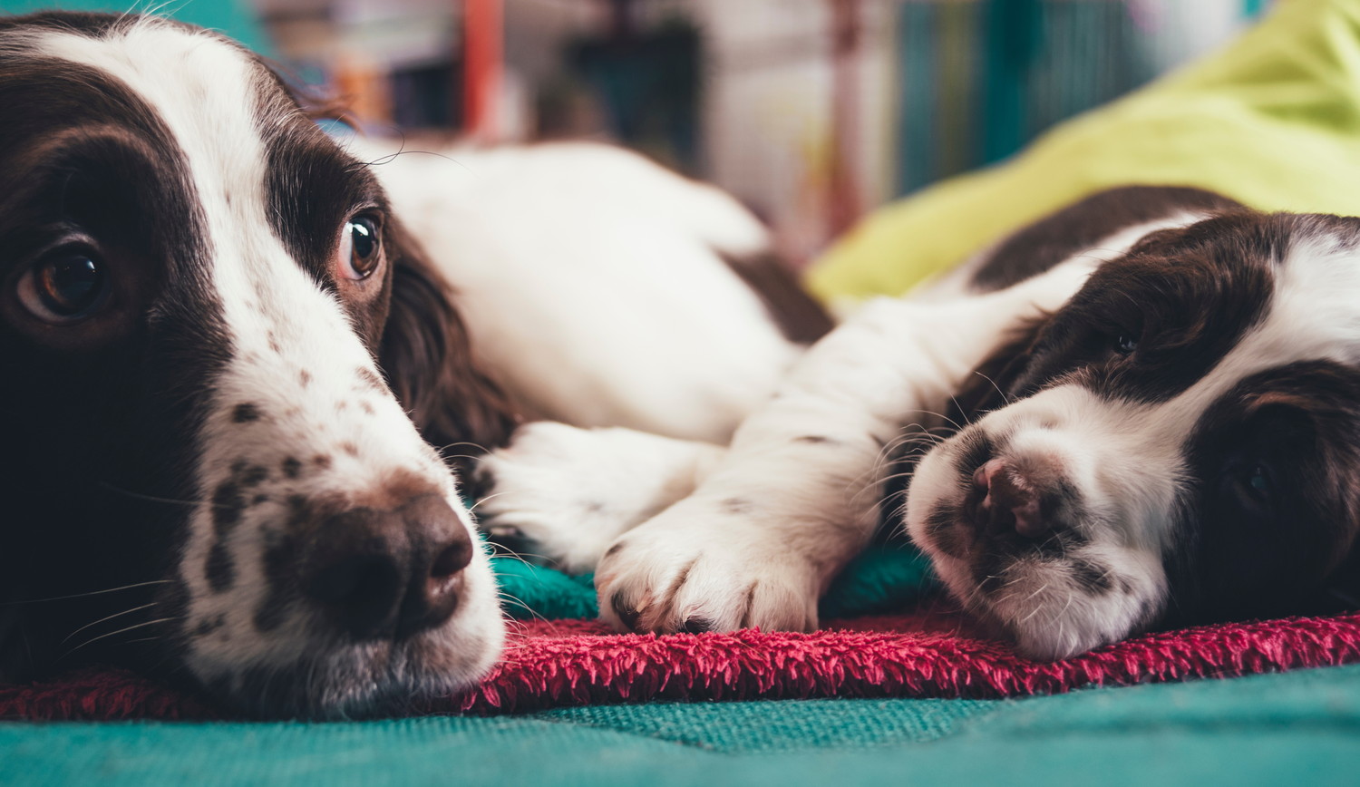 隣り合って伏せるイングリッシュ・スプリンガー・スパニエルの親子