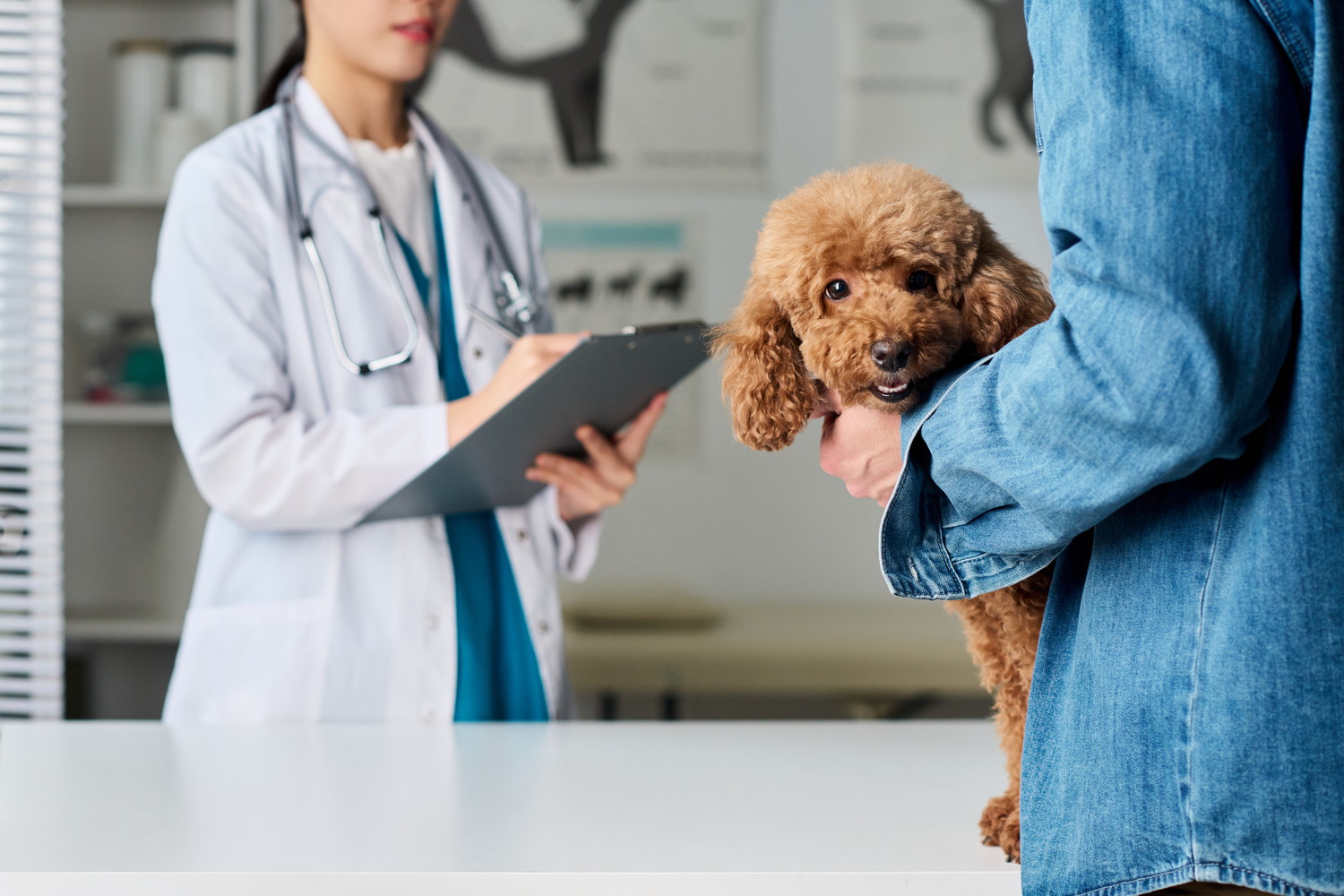 獣医師と会話する飼い主と診察台の上の犬