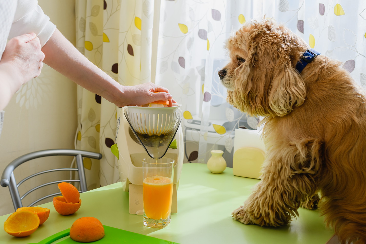生絞りのオレンジジュースを作る飼い主と見守る犬