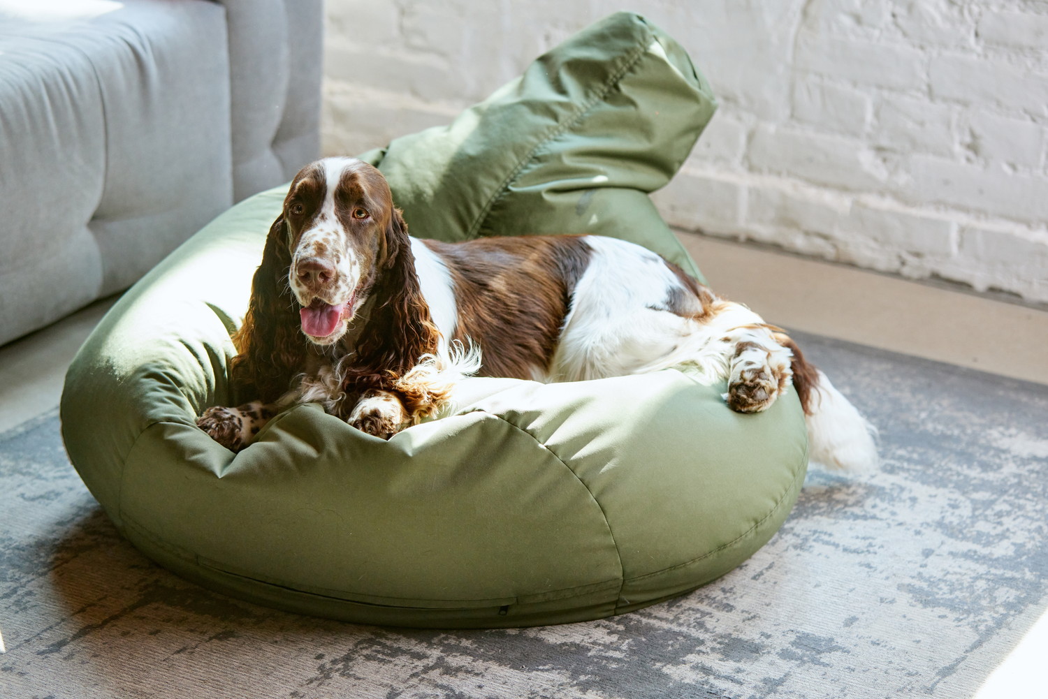 室内のクッションの上でくつろぐイングリッシュ・スプリンガー・スパニエル