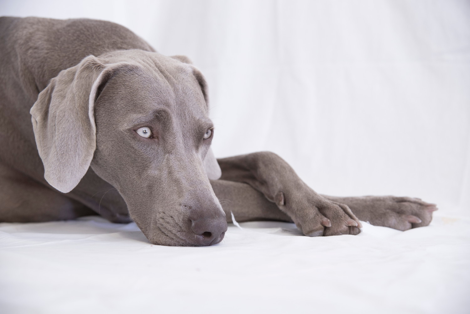 床に伏せているワイマラナーのアップ