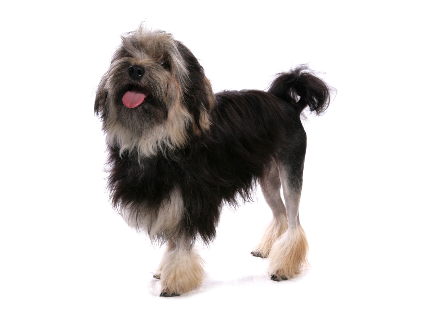 ライオンクリップを施したローシェンの立ち姿