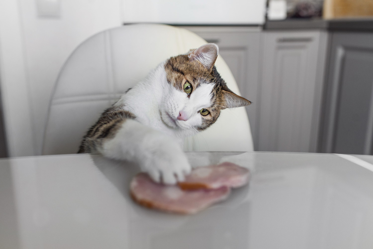 テーブルの上のハムを触ろうとしている猫