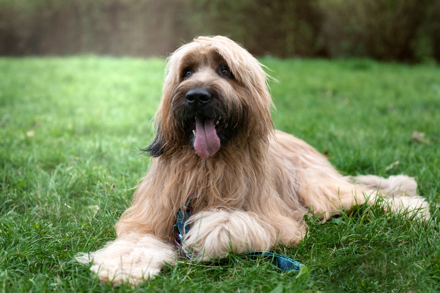 芝生の上に伏せて穏やか表情を浮かべるブリアード