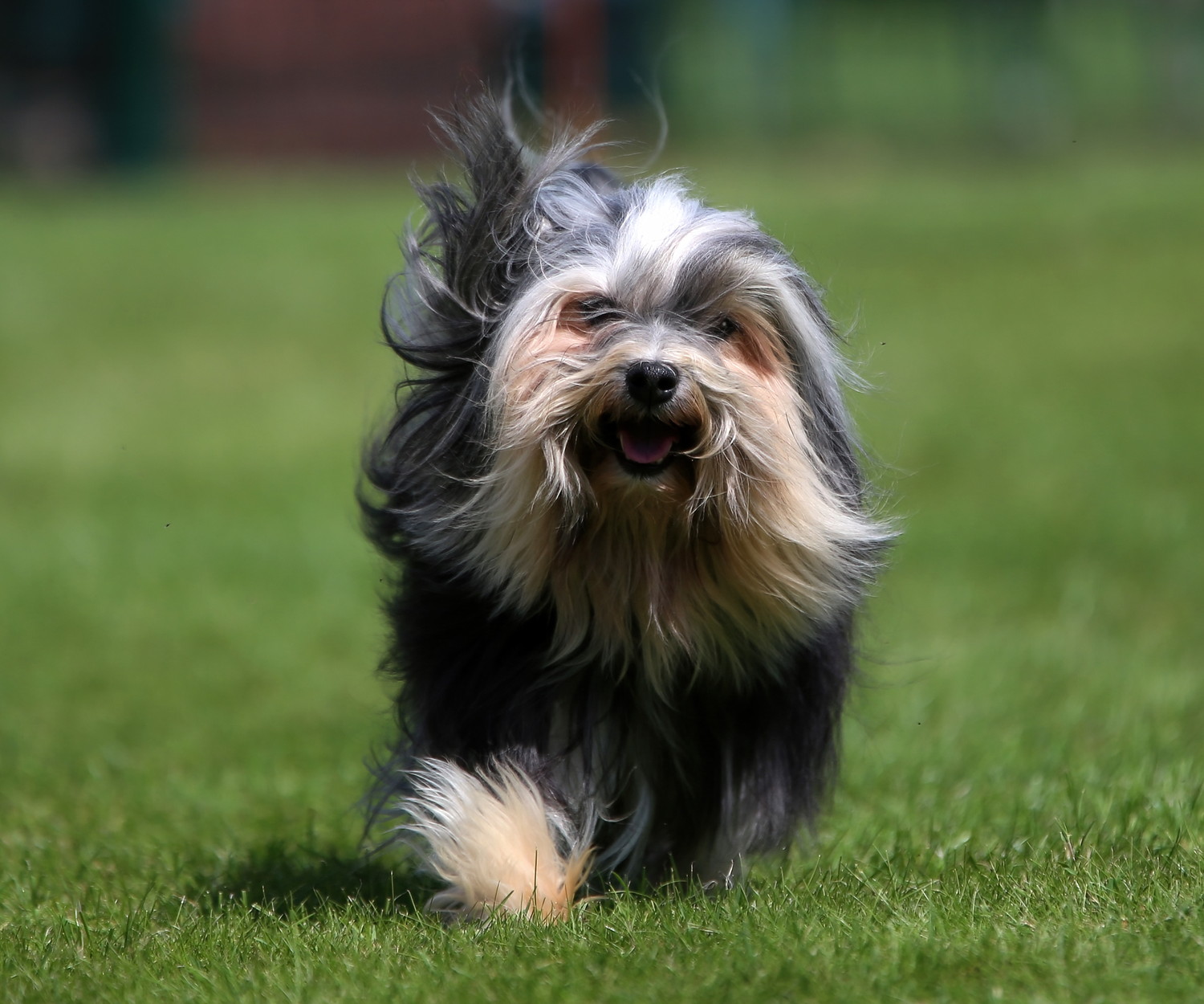 正面に向かって駆け寄るローシェン