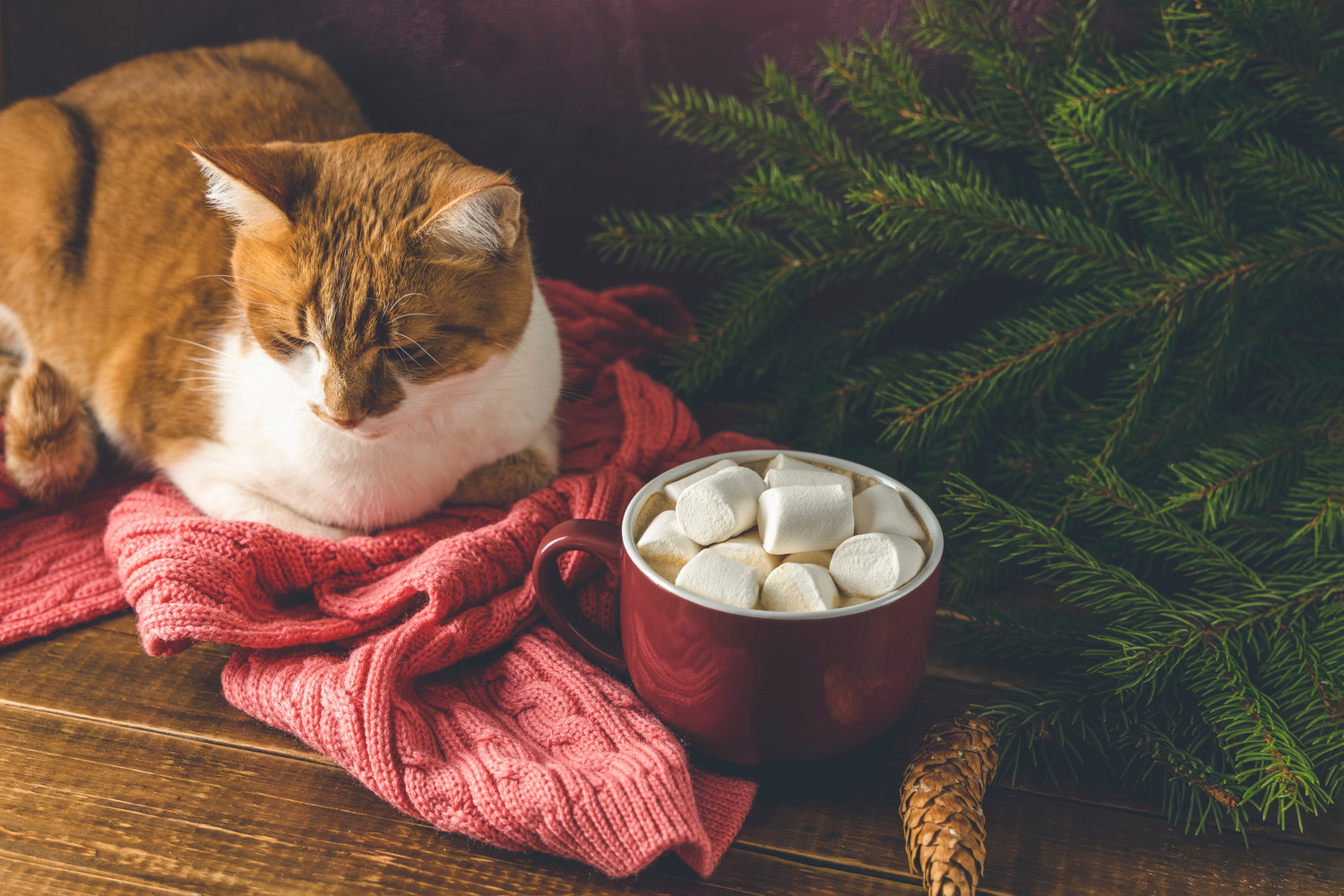 マシュマロが入ったマグカップのそばで伏せる猫