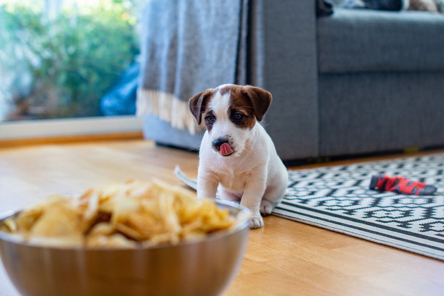 離れたところからポテチが入ったお皿を見つめる犬