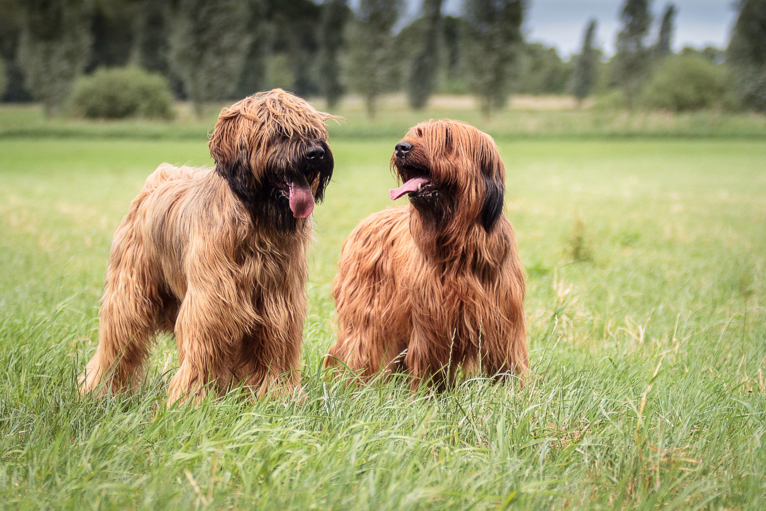 原っぱに並んで立っている2頭のブリアード